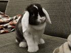 Карликовый вислоухий кролик