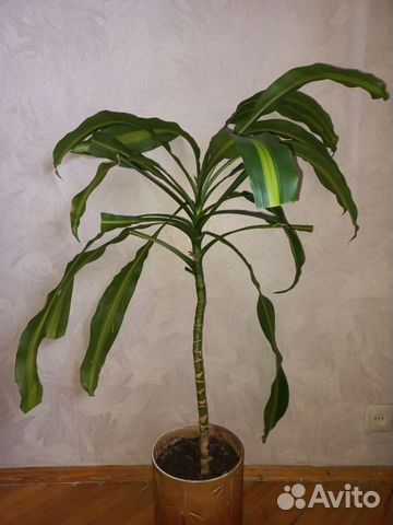 Пальма драцена юкка малая