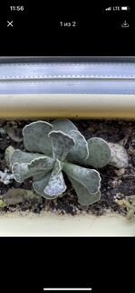 Адромискус Купера