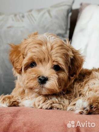 Maltipoo mini boy