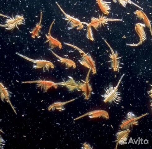 Набор для инкубации цист артемии