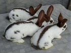 Кролики строкачи объявление продам