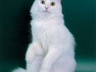 Котята турецкой белой ангоры объявление продам