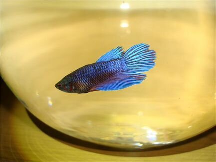 Рыбка петушок