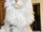 Кошка мейн-кун объявление продам