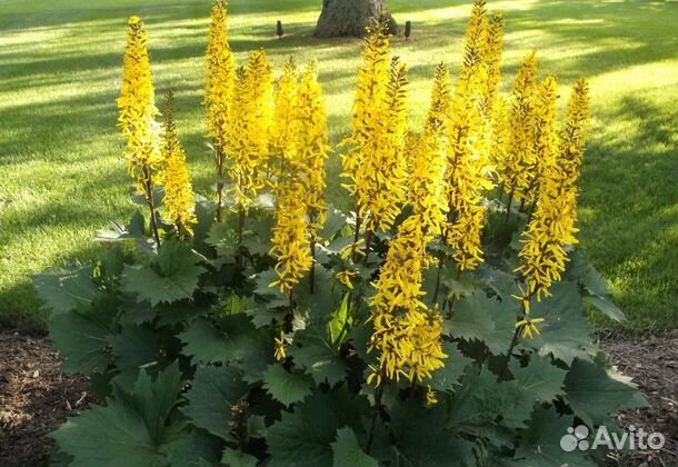 Бузульники тенелюбивые 4 вида