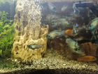 Ржачные аквариумные рыбки - Наннакара голубая объявление продам