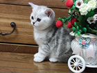 Шотландские котята серебристая шиншилла объявление продам