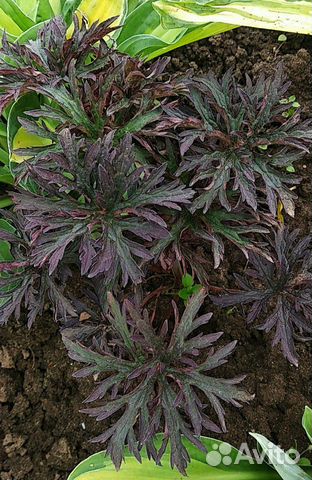 Герань садовая красно - листная