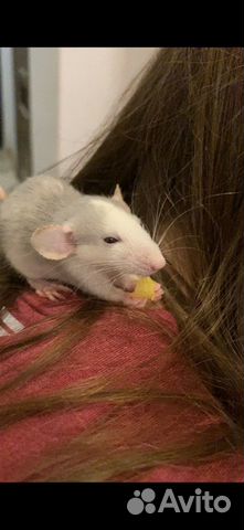 Крысята с клеткой