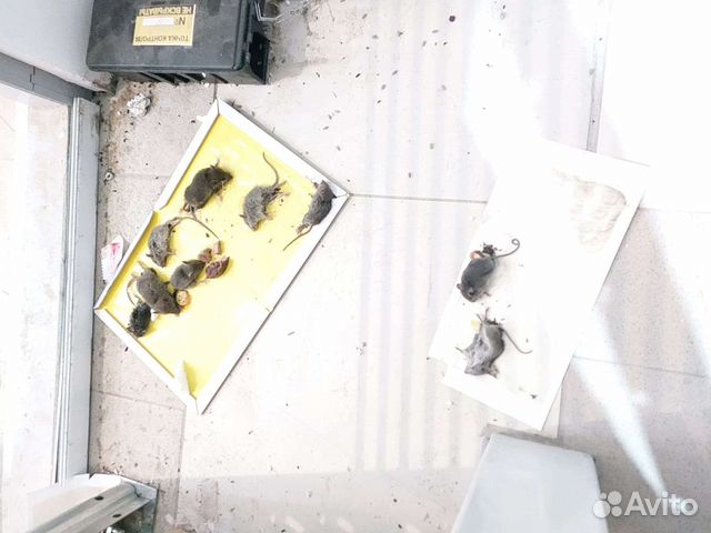 Уничтожение запаха, плесени, грибка, насекомых