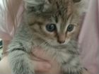 Котята редкой породы Американский Керл объявление продам