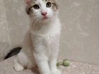 Сибирская кошка объявление продам