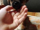 Собака в добрые руки щенок объявление продам
