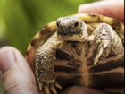 Черепахи с аквариумос объявление продам
