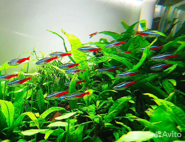 Рыба аквариумная по заказу и в наличии,оборудовани
