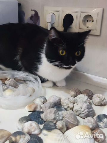 Морские ракушки раковины