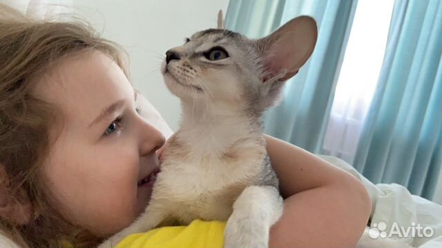 Абиссинские котята черное серебро