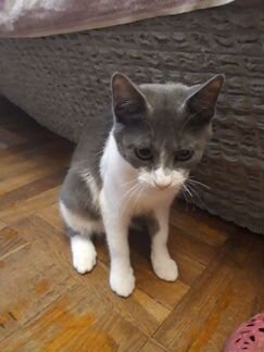 Продам в добрые руки кошечку