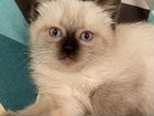 Котята невской маскарадной кошки объявление продам