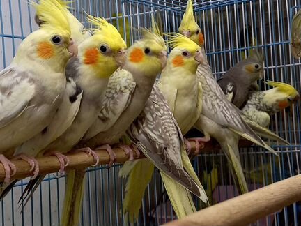 Попугай корелла птенец