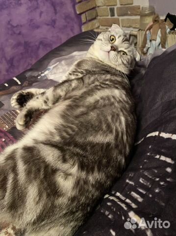 Шотландский мраморный кот вязка