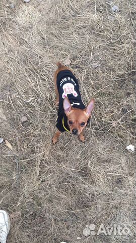 Русский той-терьер для вязки