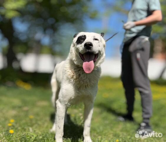 Среднеазиатская овчарка в добрые руки