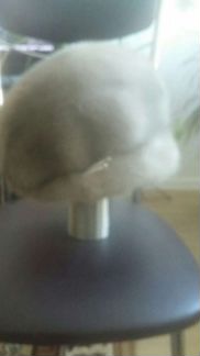 Шапка норковая