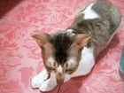 Кошка породы Корнишрекс, ласковая, добрая, чистюля