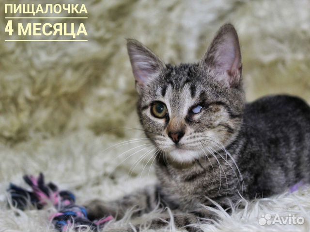 Кошка купить в Твери | Животные и зоотовары | Авито