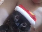 Сиамский кот на вязку объявление продам