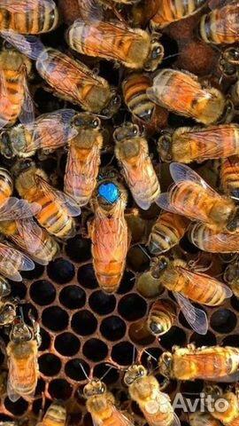 Пчеломатки Бакфаст с закрытого облетника