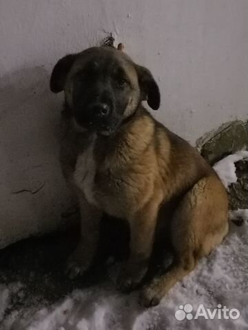 Отдам даром бесплатно в дар щенков