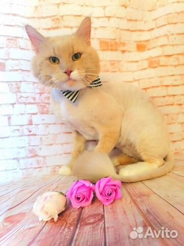 Вязка кошки мейн-кун