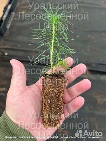 Сеянцы сосны, ели зкс от производителя