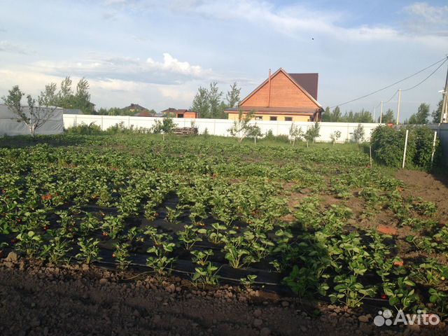 Рассада клубники Азия