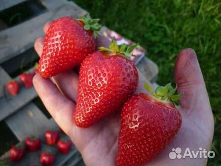 Саженцы Клубники Брилла. Рання