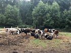 Коровы и нетели объявление продам