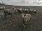 Овцы бараны ягнята козочка козёл
