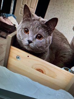 Британский котик в добрые руки