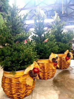 Ель в горшке Виллс Цверг