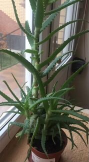 Алоэ (столетник)