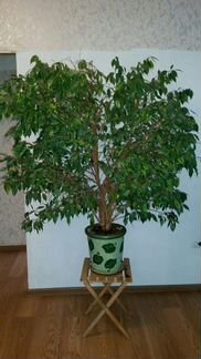 Фикус бенджамина (XL крупномер)