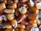 Кукуруза красная сухая 12.5 объявление продам