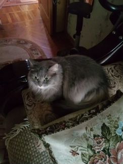 Шотландская длинношерстная (Хайленд страйт) в дар