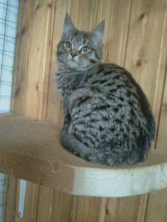 Саванна ф5 котята