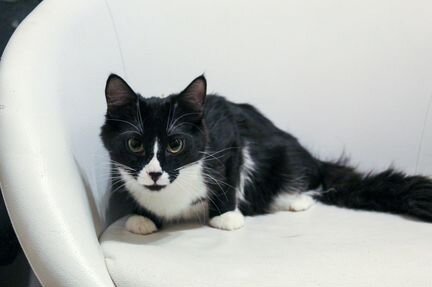 Матвей ищет дом