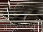 Крысы Дамбо с клеткой торг