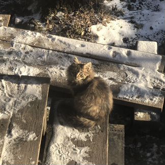 Пушистый котёнок
